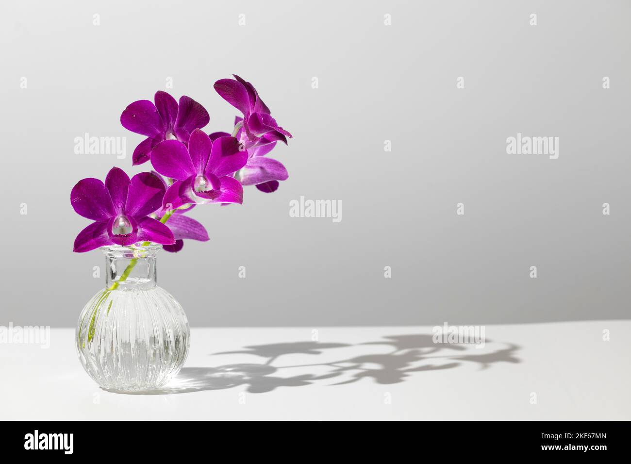 Fleurs d'orchidées violets fragiles avec tige verte dans vase en verre transparent avec ombre sur fond blanc et gris Banque D'Images