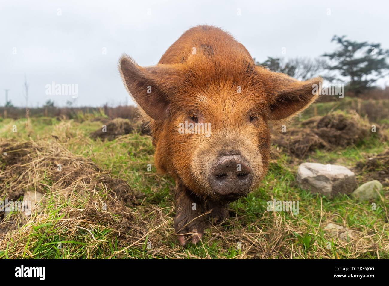 Un porcelet Kune Kune âgé de quatre mois à West Cork, en Irlande. Banque D'Images