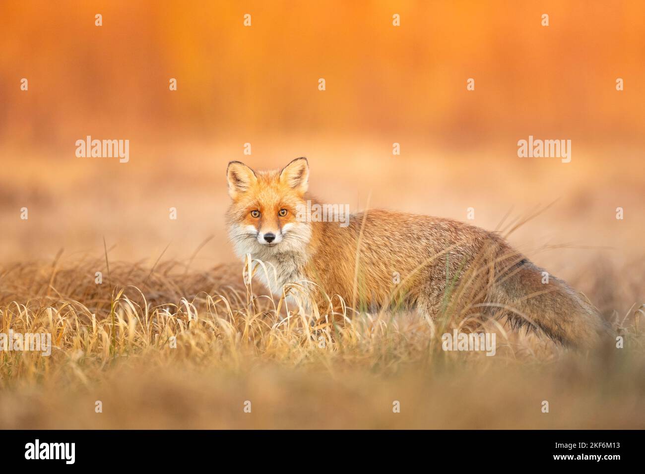 Renard (Vulpes vulpes) dans les paysages d'automne, Pologne Europe, la marche d'animaux dans la prairie verte dans une lumière chaude étonnante Banque D'Images