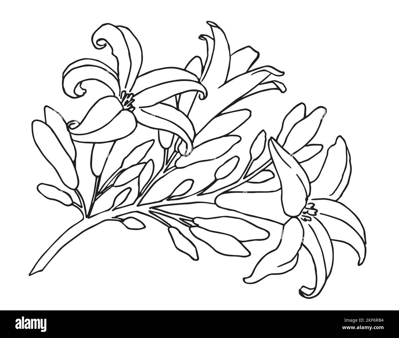 Croquis de la branche florale en fleurs. Illustration vectorielle dessinée à la main avec une fleur de papaye ou un Lily en style dessin au trait sur des arrière-plans blancs isolés. Dessin botanique. Contour noir pour les cartes de vœux. Illustration de Vecteur