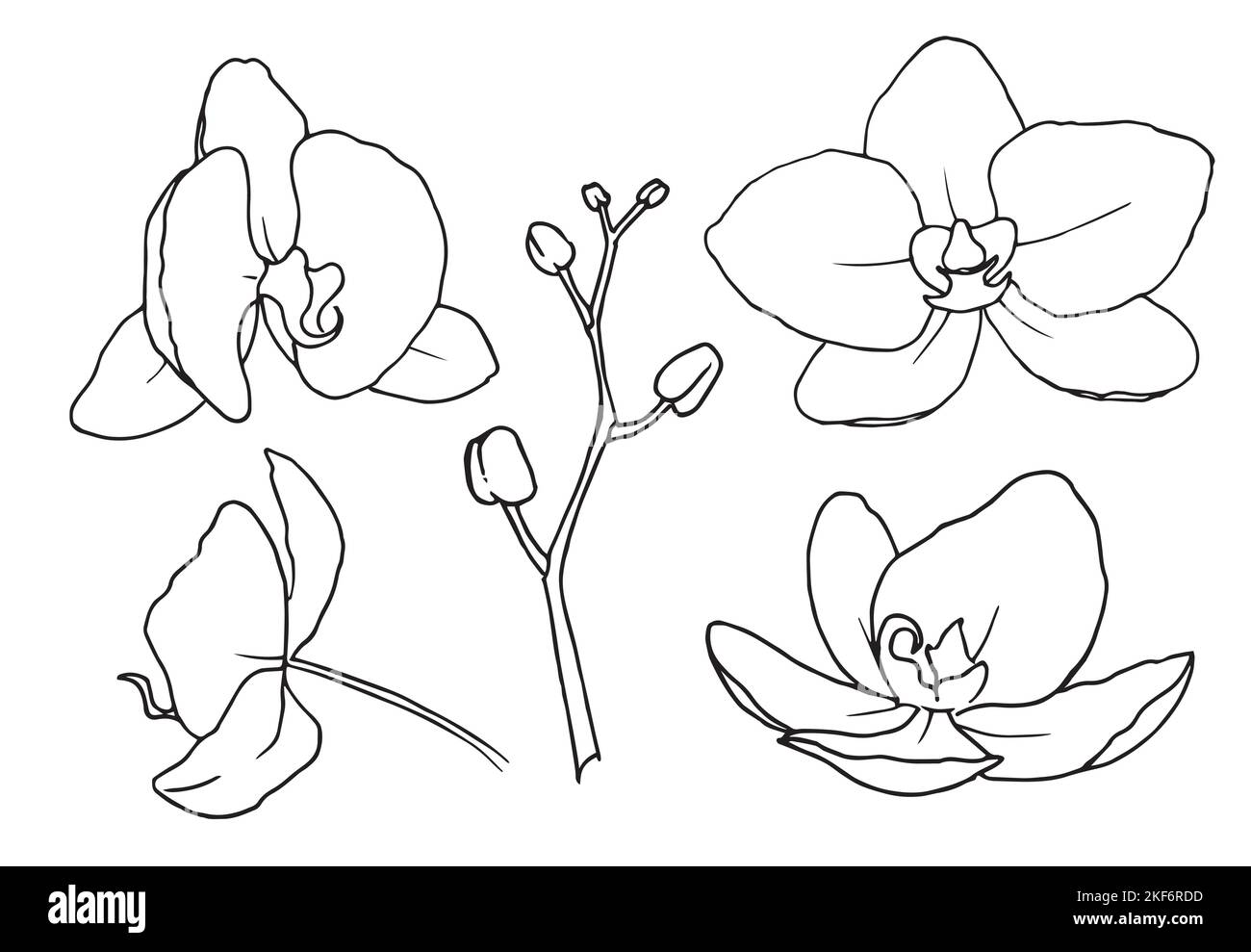 Fleurs Orchid Phalaenopsis. Illustration florale vectorielle dessinée à la main d'une plante tropicale dans un style d'art en ligne. Dessinez l'esquisse en noir et blanc sur un arrière-plan isolé. Tracé de contour botanique. Illustration de Vecteur