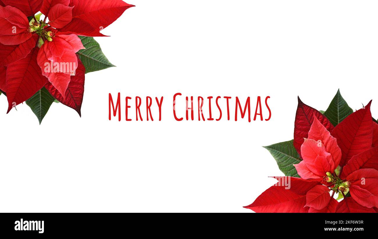 Carte de Noël joyeuse avec fleur de poinsettia isolée sur fond blanc Banque D'Images