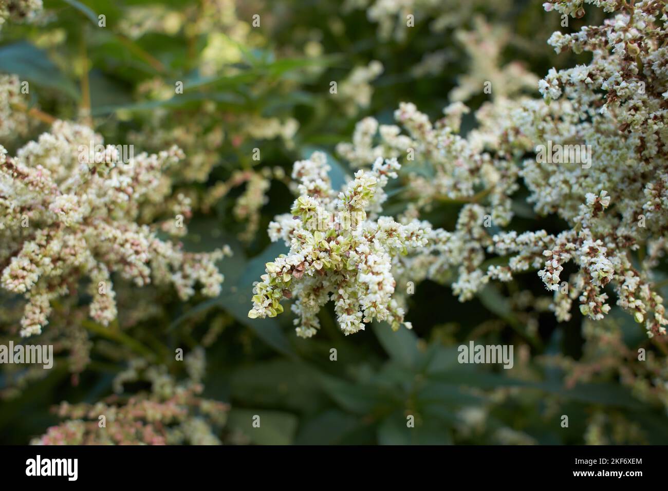 Fleurs blanches de polygonaceae persicaria polymarpha dans le jardin. L'été et le printemps Banque D'Images