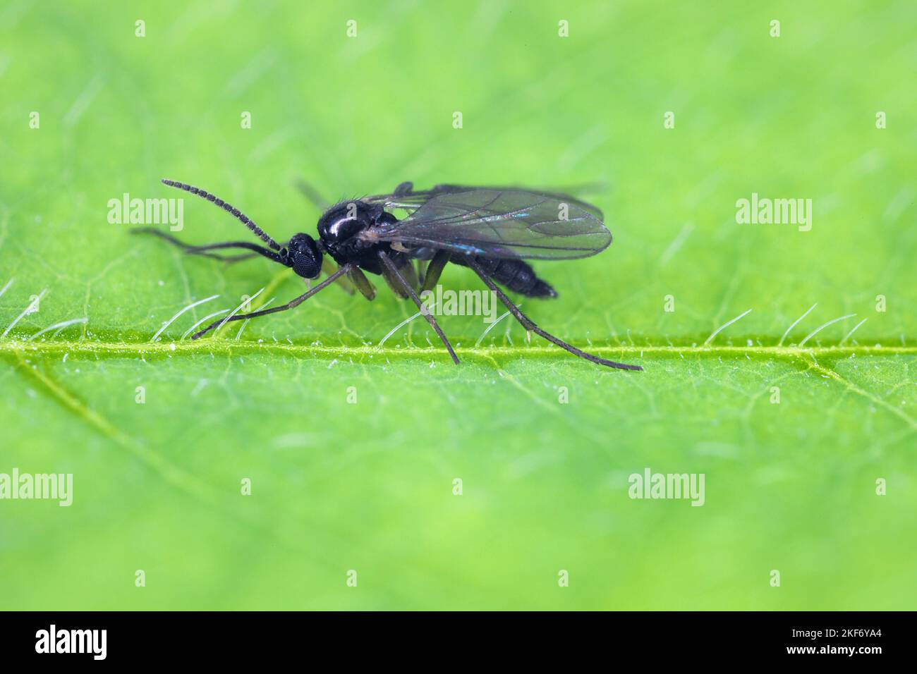 Le champignon à ailes foncées gnat, Sciaridae sur une feuille verte, ces insectes se trouvent souvent à l'intérieur des maisons. Banque D'Images