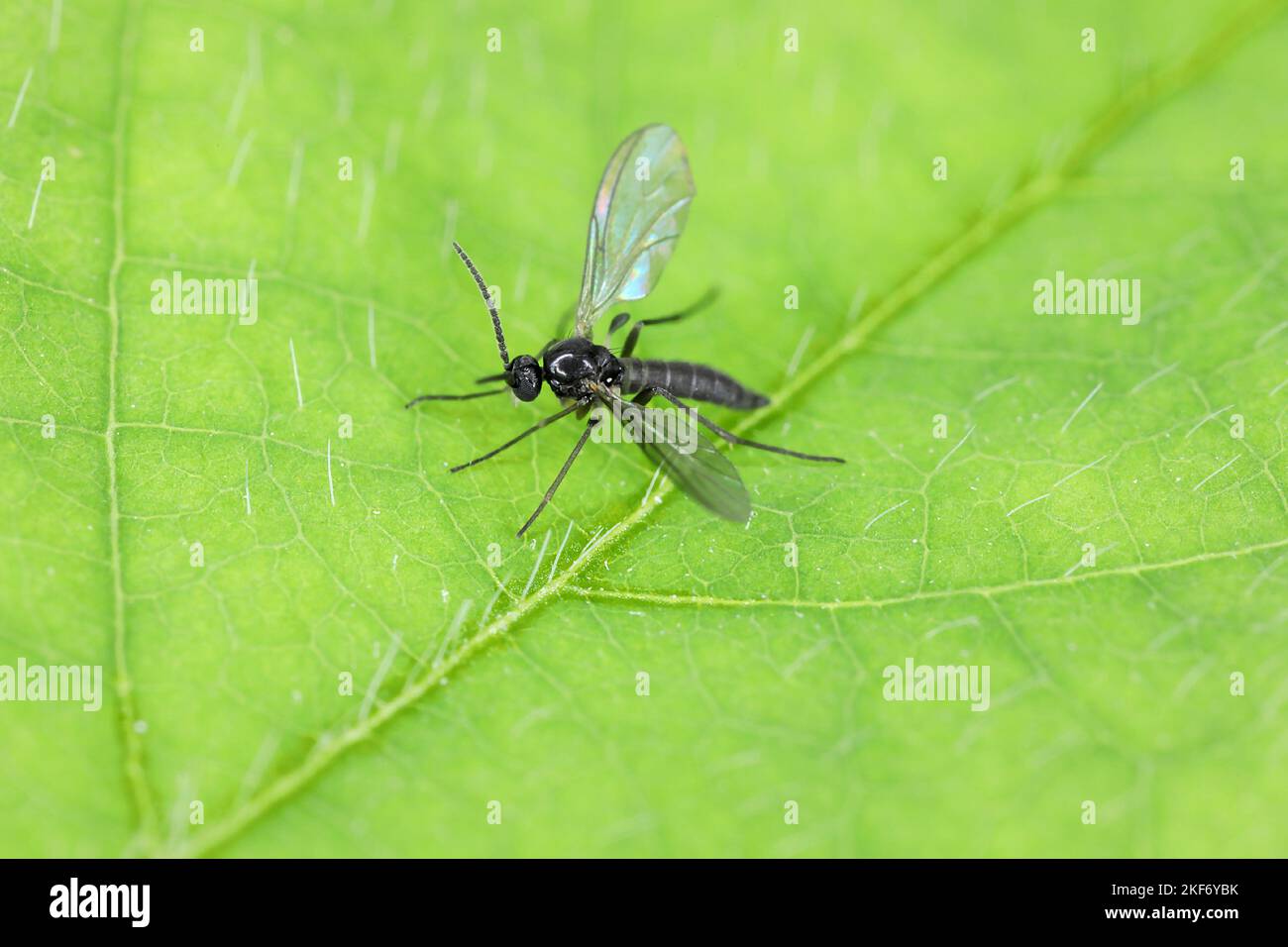 Le champignon à ailes foncées gnat, Sciaridae sur une feuille verte, ces insectes se trouvent souvent à l'intérieur des maisons. Banque D'Images