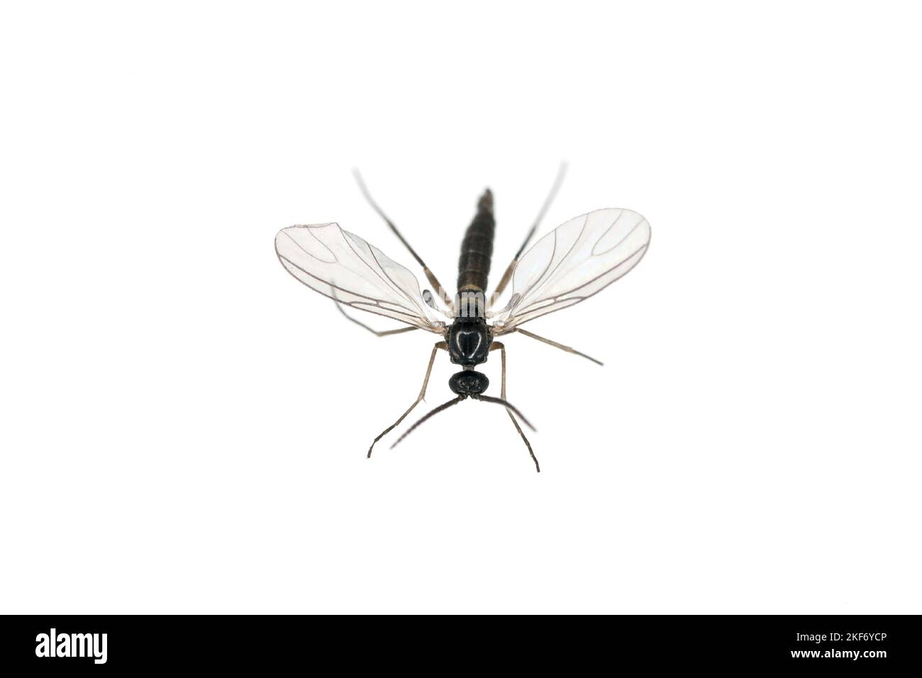 Le champignon à ailes sombres Gnat, Sciaridae isolé sur fond blanc, ces insectes se trouvent souvent à l'intérieur des maisons. Banque D'Images