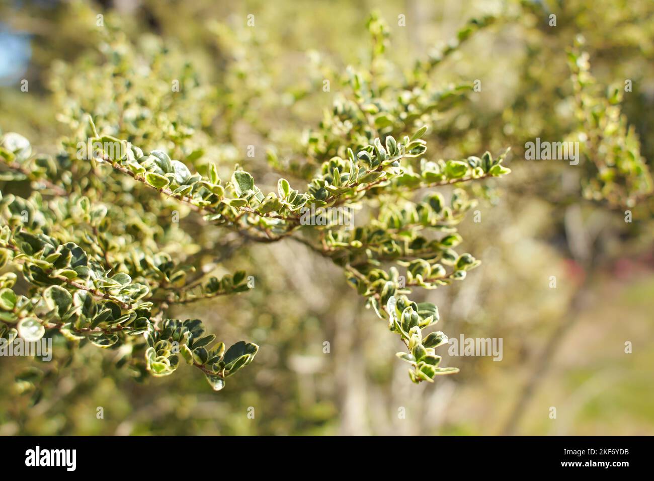 Plante de flacontiaceae azara microphylla variegata dans le jardin. L'été et le printemps Banque D'Images