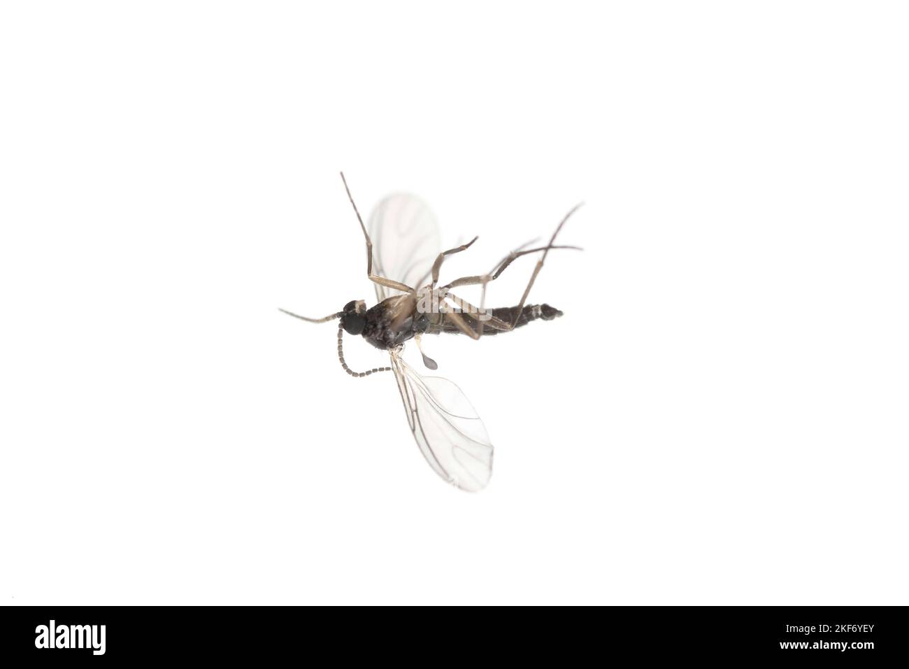 Le champignon à ailes sombres Gnat, Sciaridae isolé sur fond blanc, ces insectes se trouvent souvent à l'intérieur des maisons. Banque D'Images