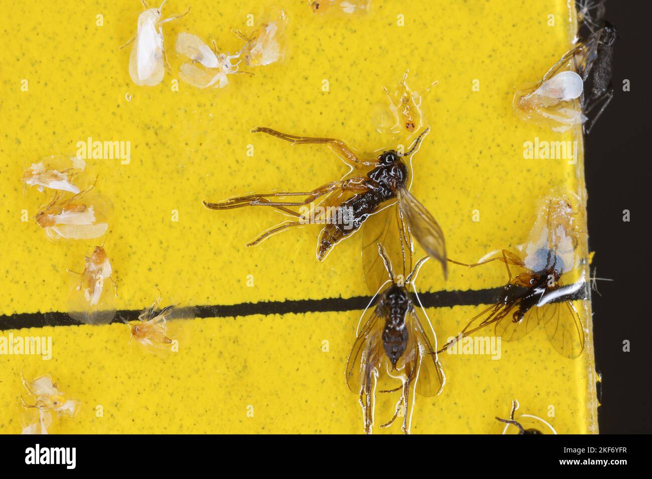 Les mouettes à ailes sombres et les mouches blanches sont coincées dans un piège collant jaune. Les blancs piégés et les Sciaridae volent collant dans un piège. Banque D'Images