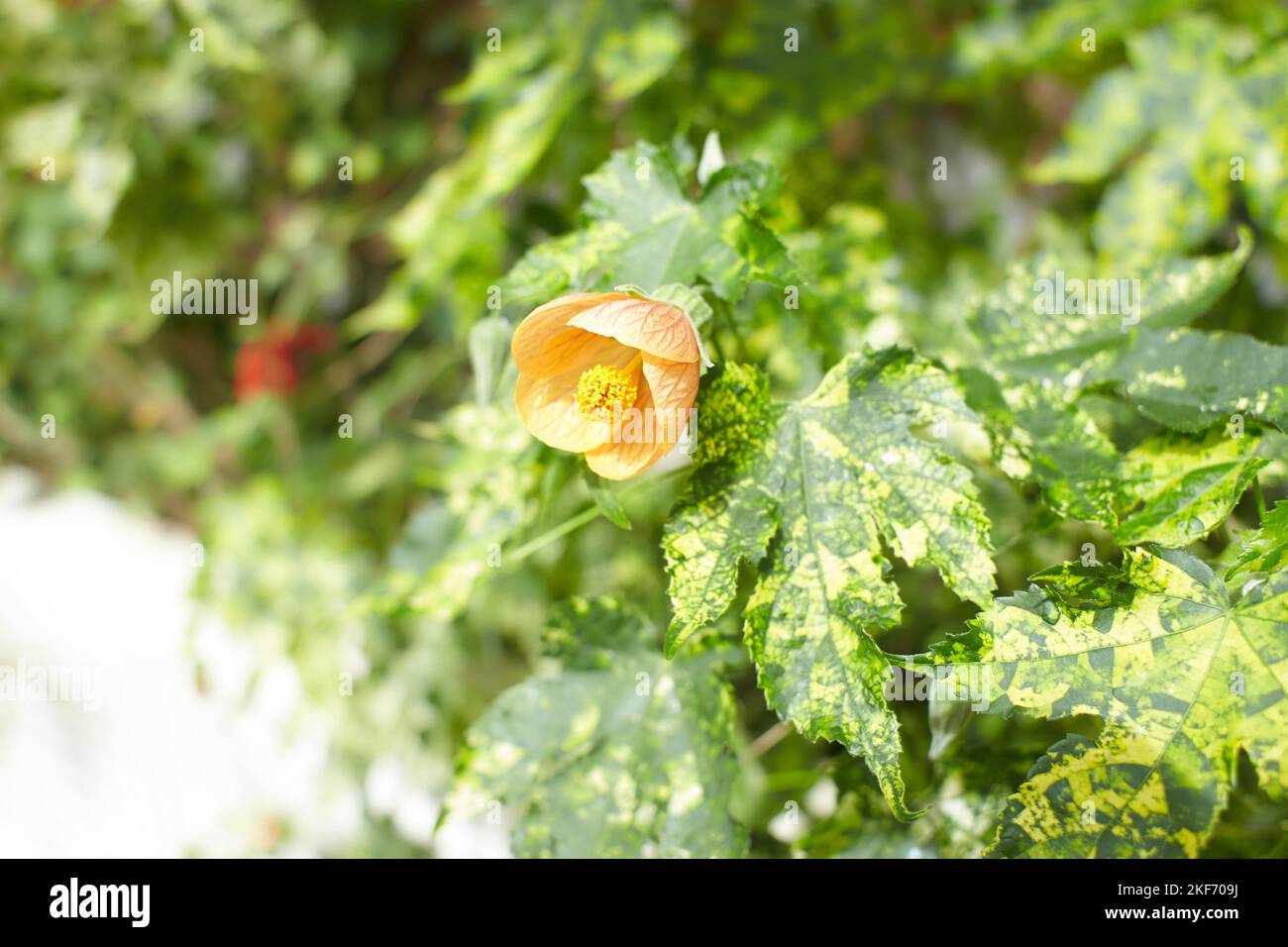 Fleurs d'orange d'Abutilon pictum 'mardi gras' MARDI GRAS ÉRABLE À FLEURS, PEINT DE LA MALOCHE INDIENNE dans le jardin. L'été et le printemps Banque D'Images