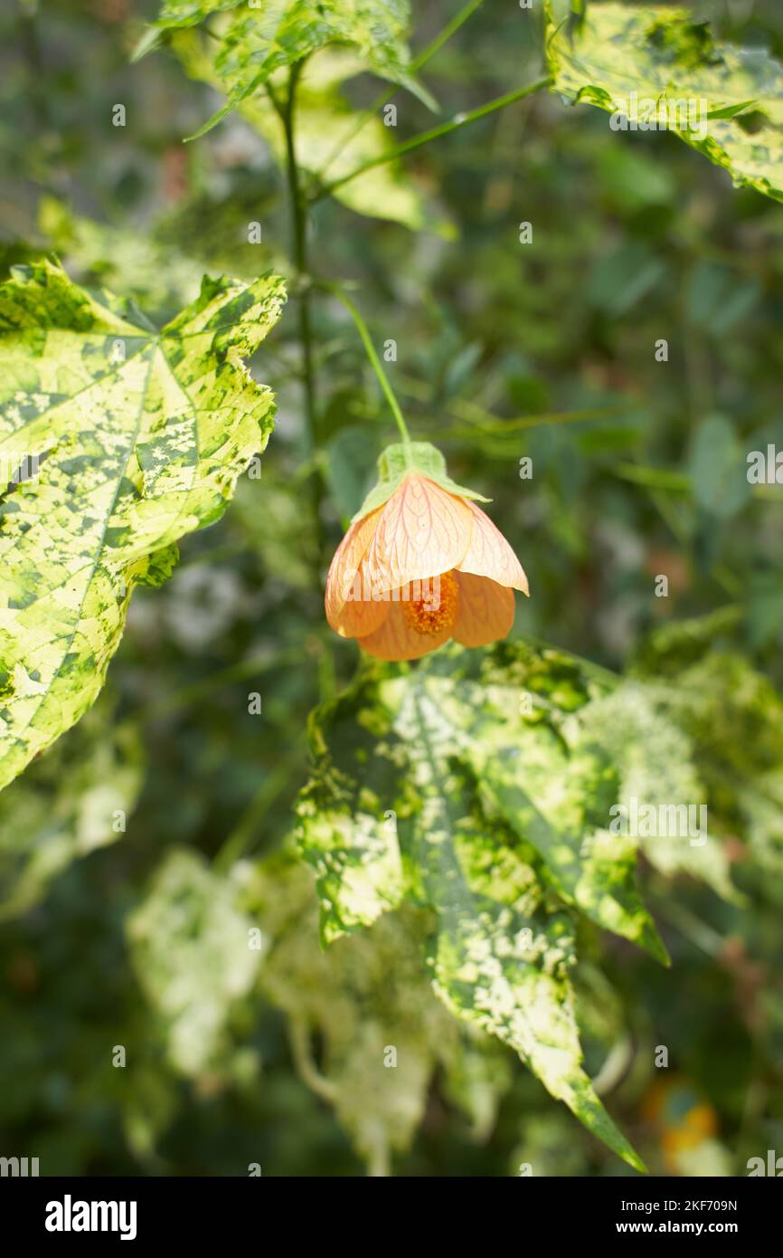 Fleurs d'orange d'Abutilon pictum 'mardi gras' MARDI GRAS ÉRABLE À FLEURS, PEINT DE LA MALOCHE INDIENNE dans le jardin. L'été et le printemps Banque D'Images