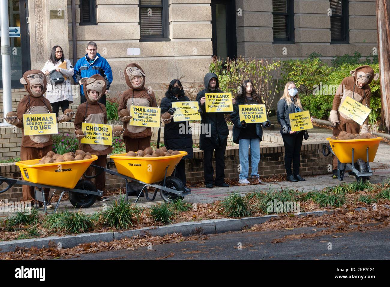 Washington DC, États-Unis. 16th novembre 2022. Des manifestations du PETA à l'ambassade royale de Thaïlande à Washington DC pour protester contre l'utilisation de singes qu'ils prétendent être utilisés pour choisir des noix de coco. Les militants du PETA vêtus de singes dépodent des noix de coco devant l'ambassade. 16 novembre 2022. Crédit : Patsy Lynch/Media Punch/Alay Live News Banque D'Images