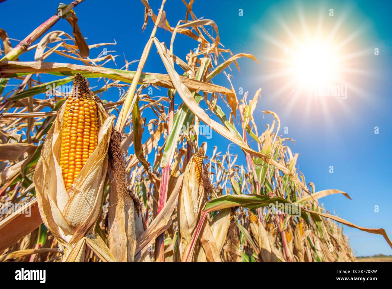 Changement climatique avec sécheresse et chaleur Banque D'Images