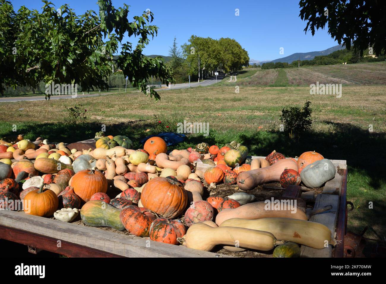 Exposition de citrouilles, de courges et de courgettes, y compris de courgettes de noyer cendré et de musqué de Provence à vendre sur la route Provence France Banque D'Images