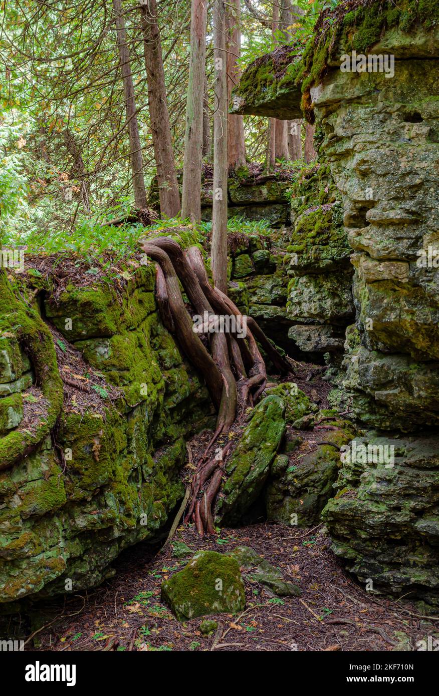 Un ancien rivage recouvert de mousses et de racines de cèdre existe dans la réserve Walt's Woods Landtrust, dans le comté de Door, Wisconsin Banque D'Images