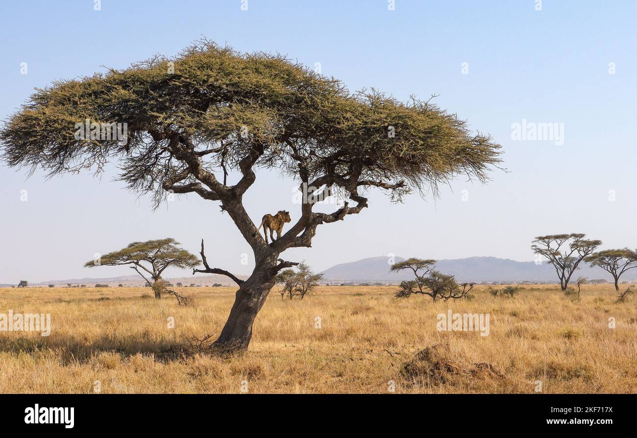 Un grand arbre de savane d'acacia debout seul dans un safari capturé un jour ensoleillé Banque D'Images