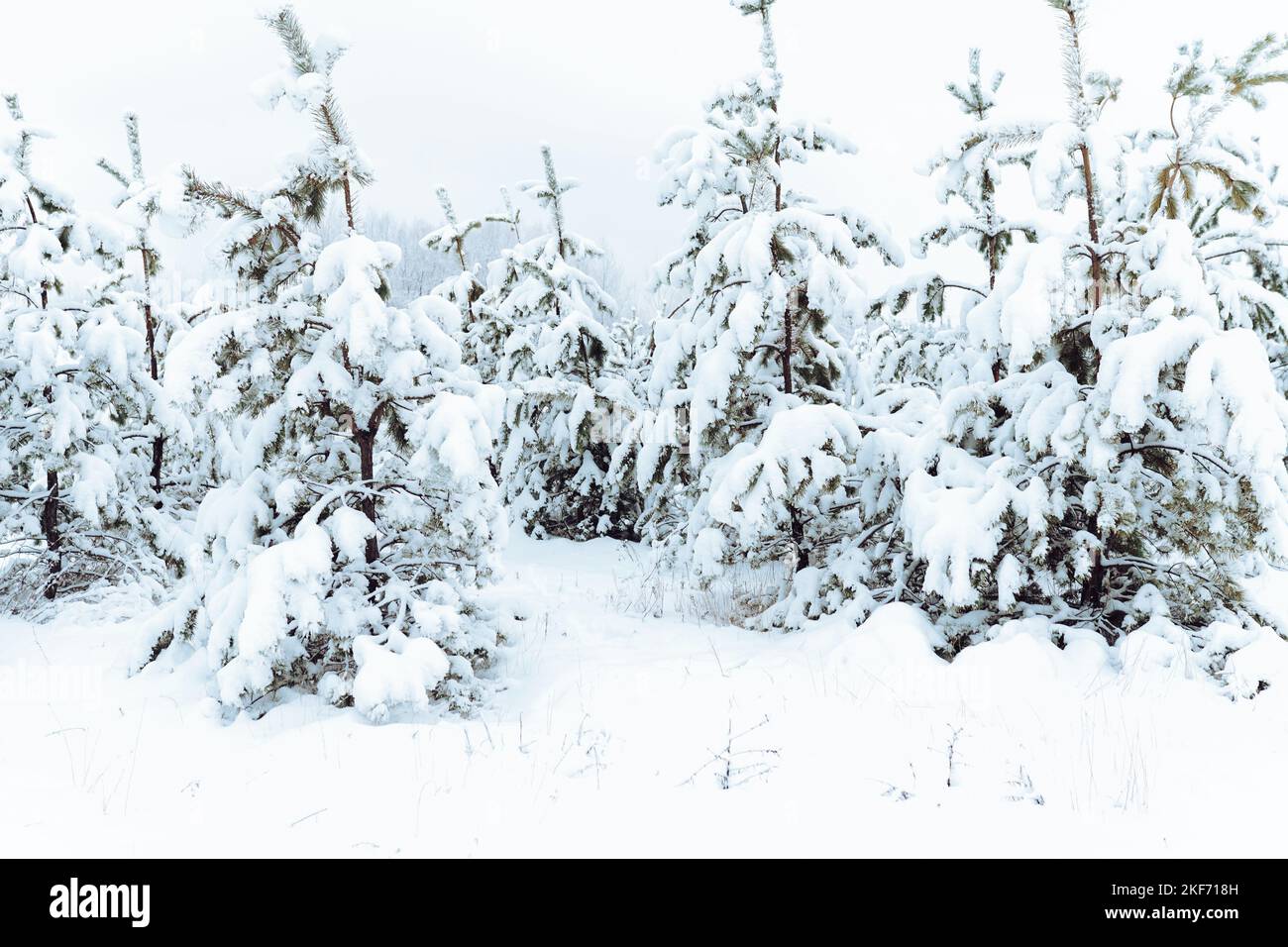 Forêt d'hiver avec de la neige Banque D'Images