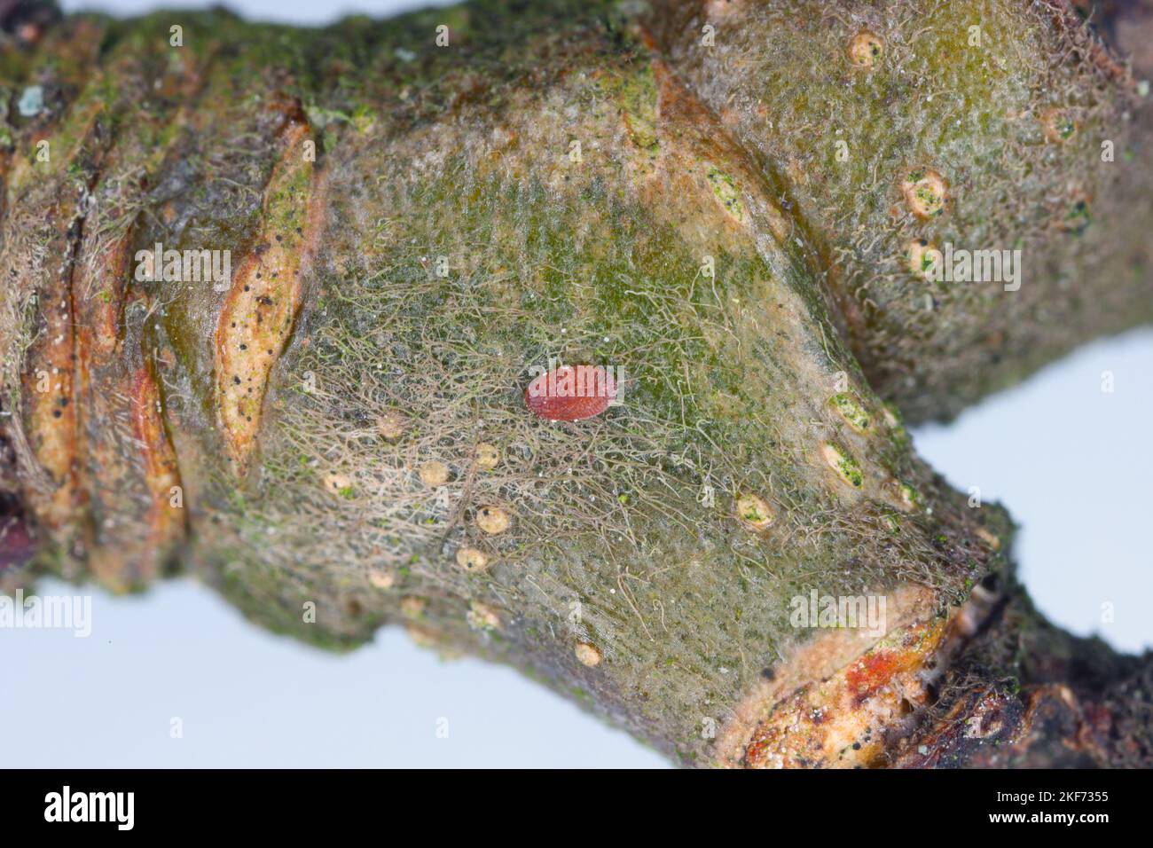 L'insecte Parthenolecanium corni de l'échelle européenne des fruits. Jeune larve mobile sur une branche de pomme. Banque D'Images