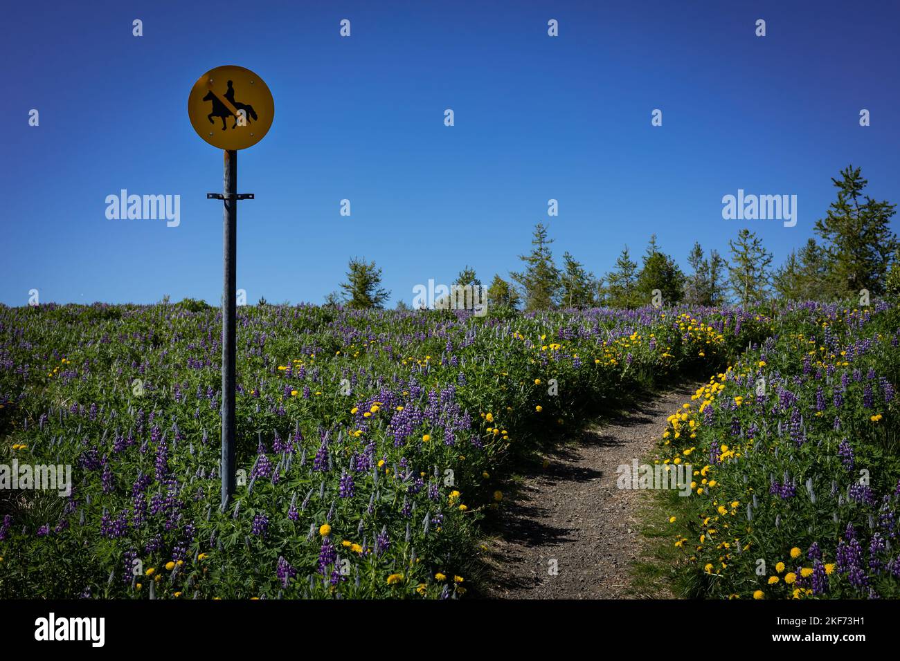 Un chemin dans la campagne islandaise. Fleurs lupin en fleurs, forêt en arrière-plan. Un panneau jaune sans cheval en premier plan. Banque D'Images