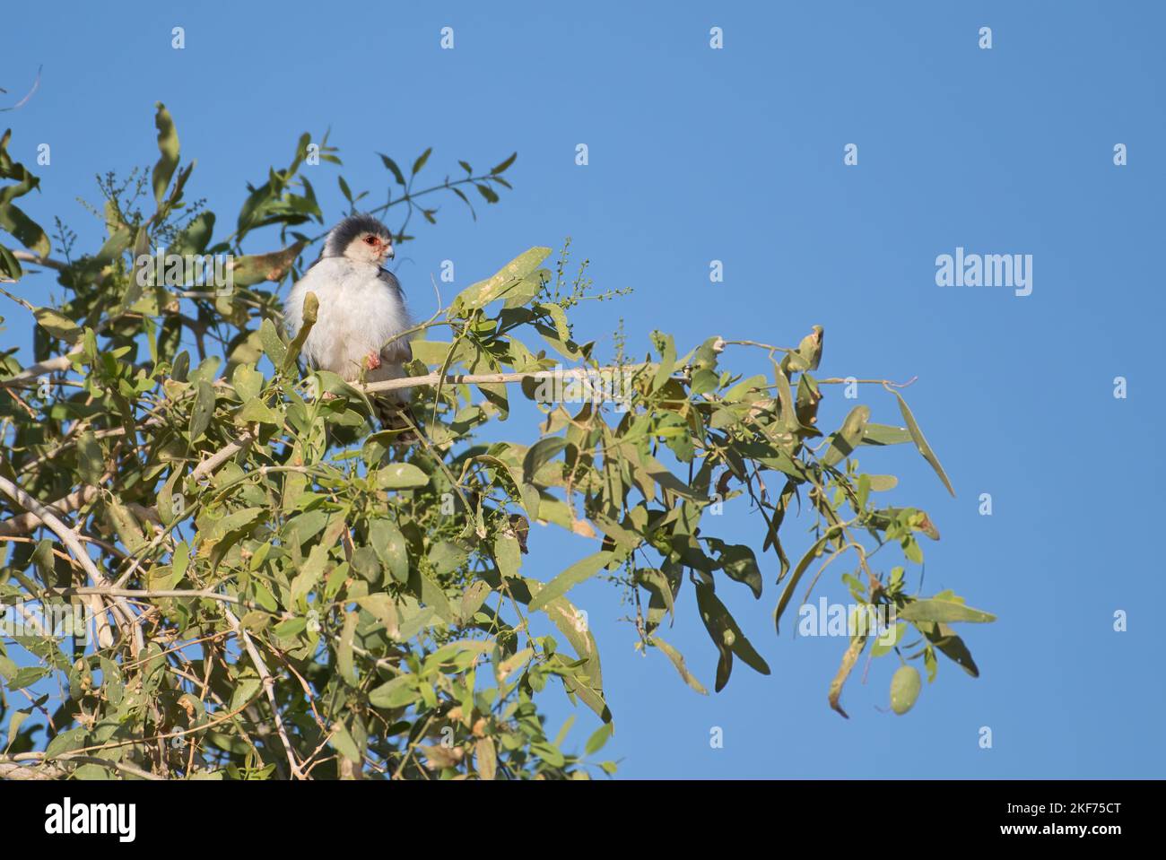 faucon pygmée (Polihierax semitorquatus), adulte. Banque D'Images
