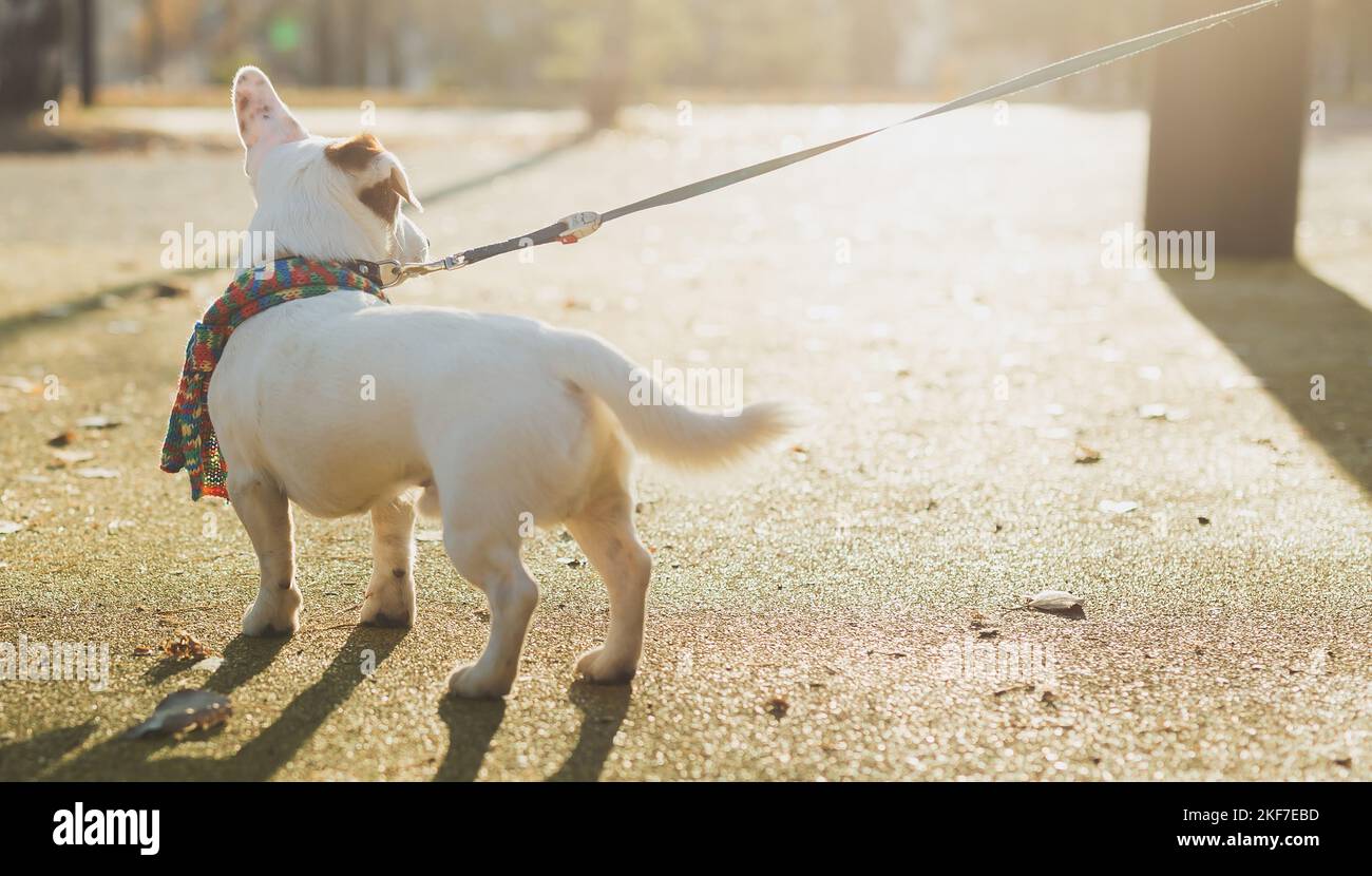 Vue arrière portrait d'un adorable chien Jack Russell en foulard marchant dans l'espace de copie du parc d'automne et vide pour le texte. L'animal de compagnie du chiot est habillé dans des promenades de vêtements Banque D'Images