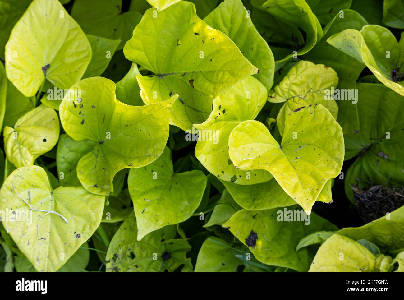 Plante vert foncé Banque D'Images