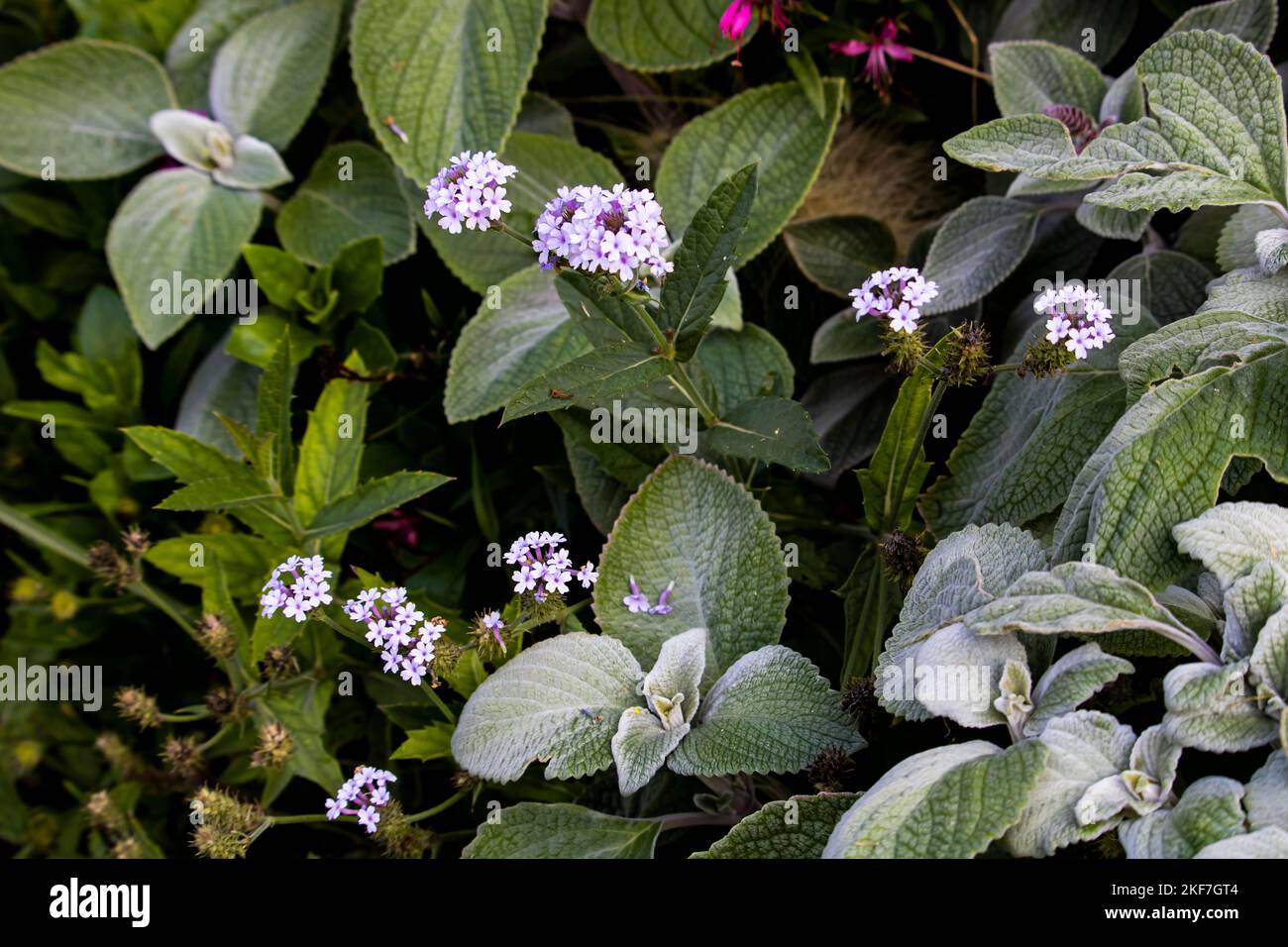 Verveine canadensis, Glandularia canadensis Banque D'Images