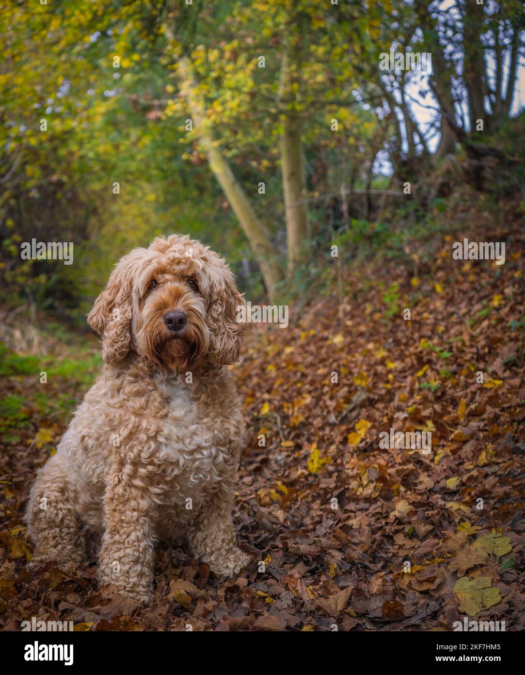 cocapoo chien assis dans une voie pleine de feuilles d'automne colorées Banque D'Images