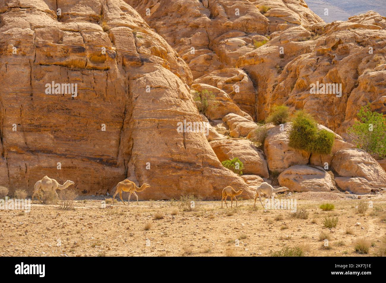 Troupeau de chameaux dans le désert près de Little Petra, Siq al-Barid, Jordanie Banque D'Images