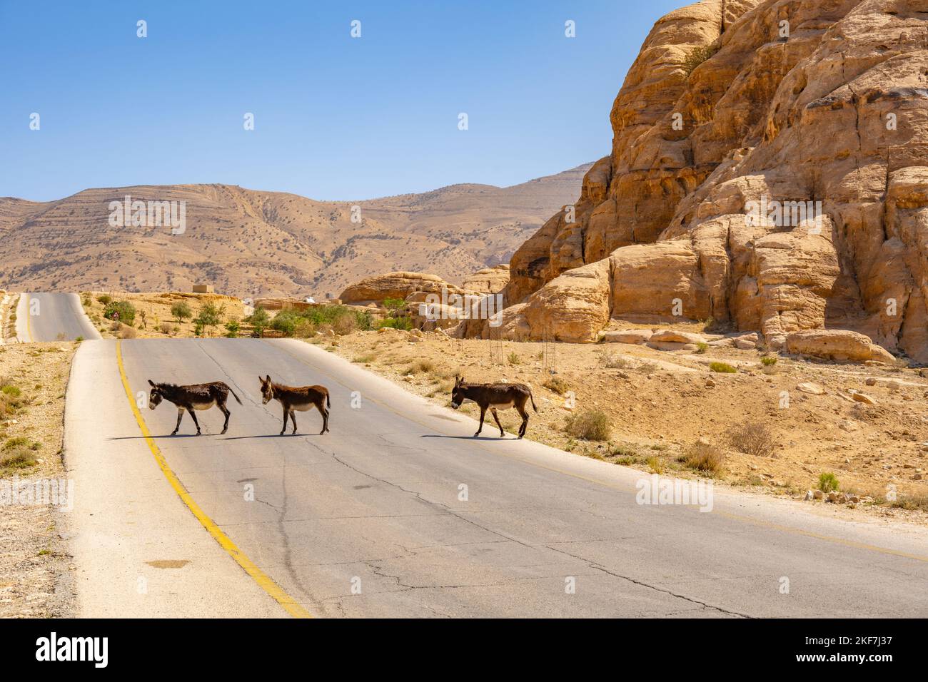 Donkies traversant la route vers Petra, près de Little Petra, Siq al-Barid, Jordanie Banque D'Images