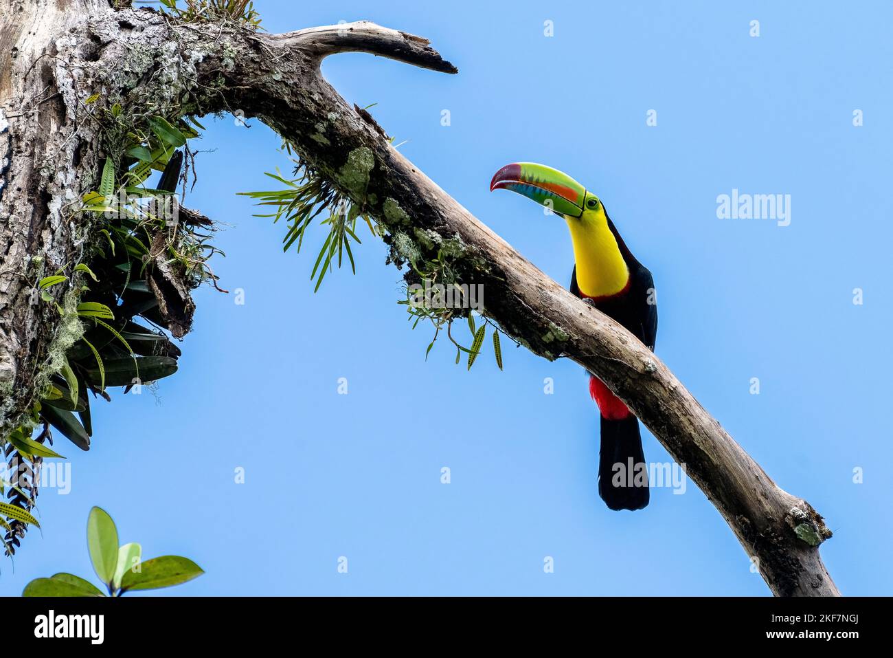 Le toucan à bec de quille (Ramphastos sulfuratus), également connu sous le nom de toucan à dos de soufre ou toucan à bec arc-en-ciel Banque D'Images