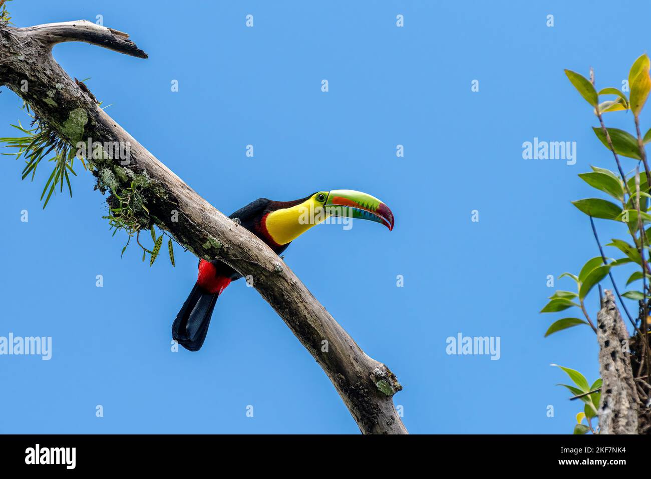 Le toucan à bec de quille (Ramphastos sulfuratus), également connu sous le nom de toucan à dos de soufre ou toucan à bec arc-en-ciel Banque D'Images
