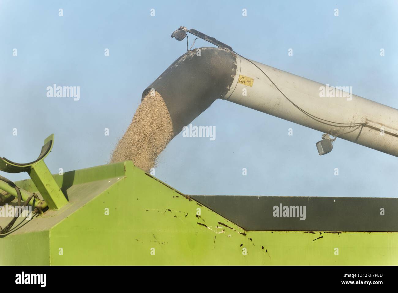 Gros plan de la récolteuse de riz déchargeant le grain de riz sur le camion. Agriculture industrielle et agriculture. Processus de collecte du riz mûr. Banque D'Images