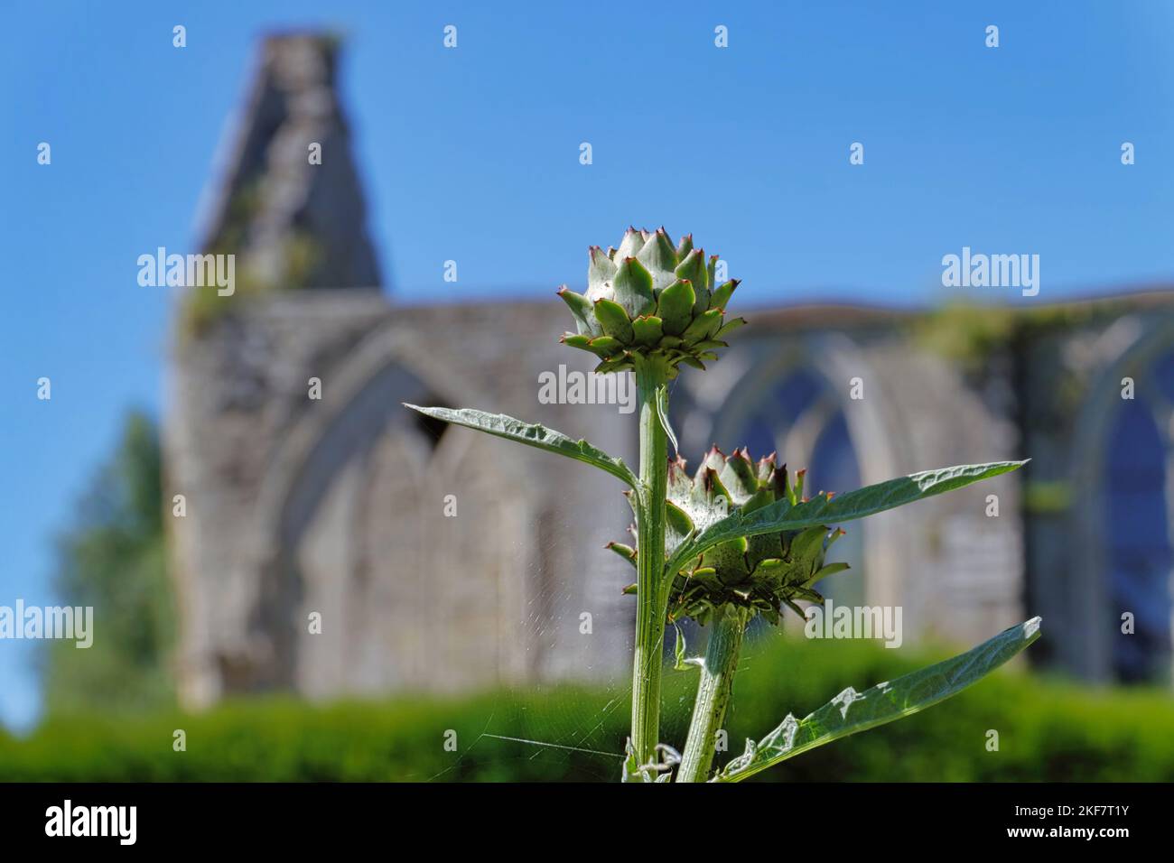 Artichaut en gros plan dans le jardin de l'abbaye Banque D'Images