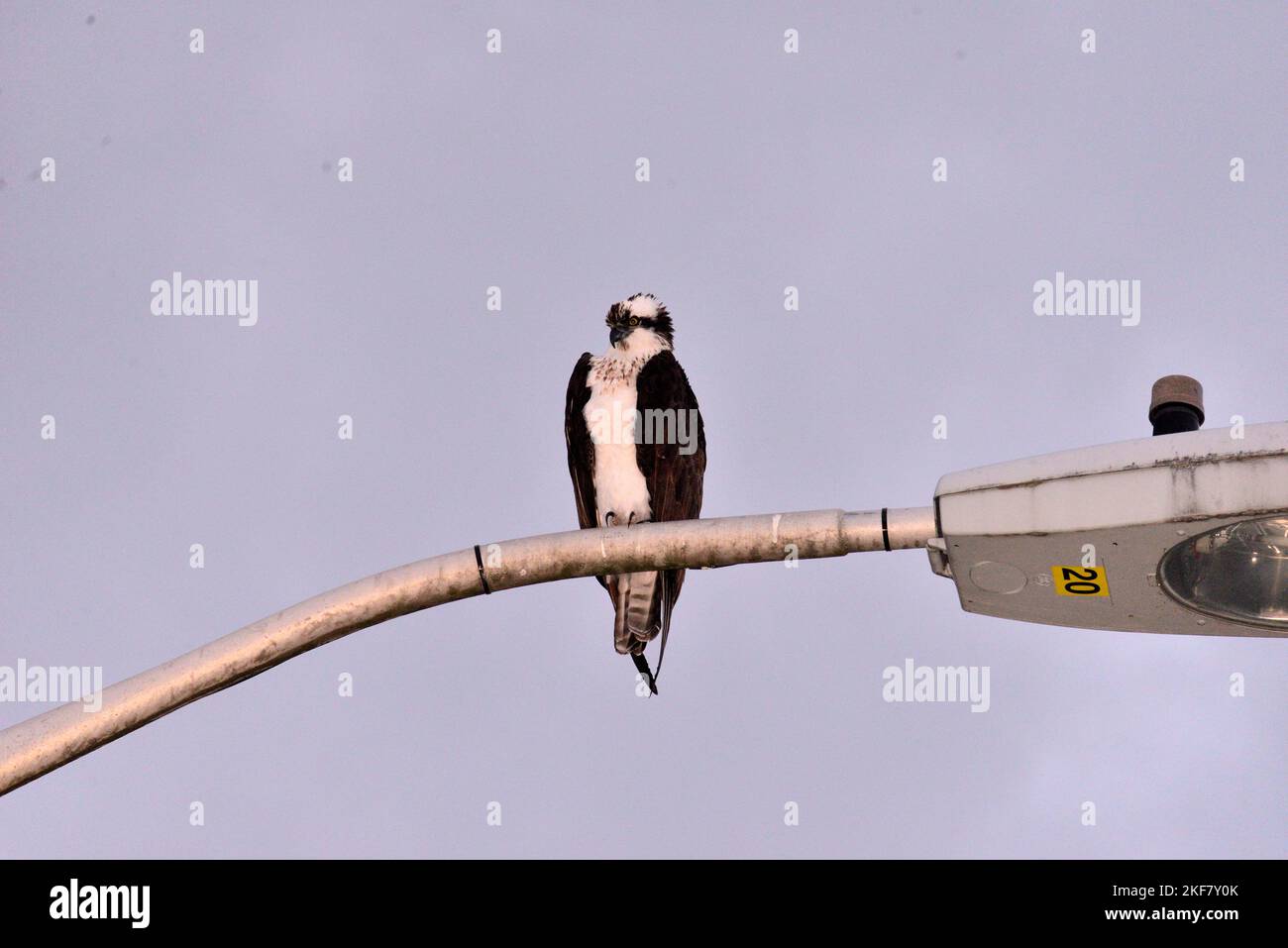 Jeune Osprey Perching sur le lampadaire. Banque D'Images