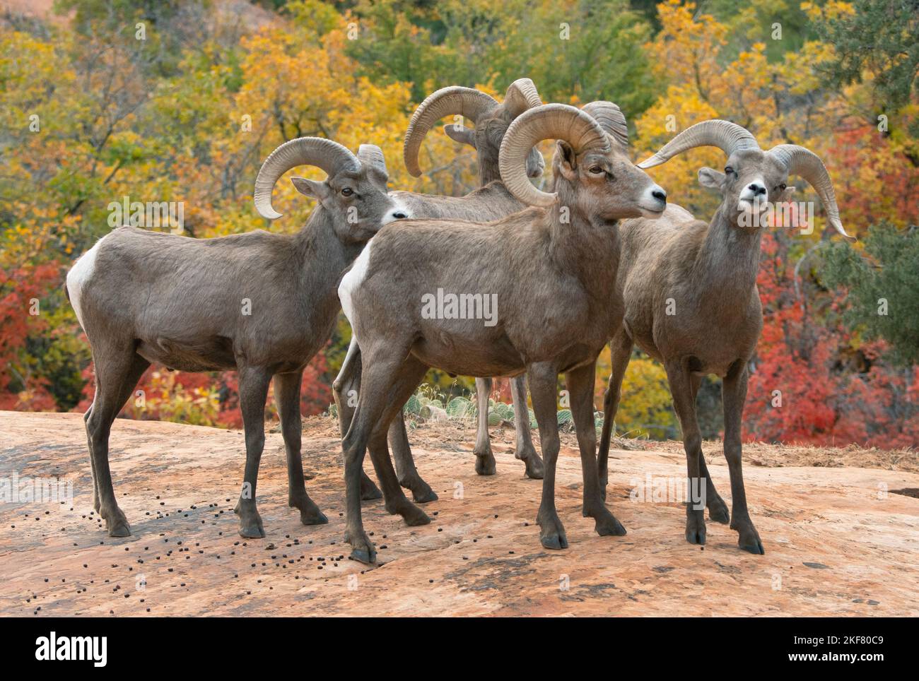 Mouflon d'Amérique du désert (Ovis canadensis nelsoni) ramettes en automne, parc national de Zion, Utah Banque D'Images