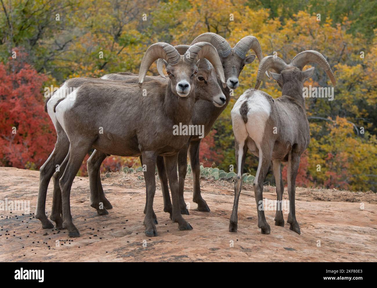 Mouflon d'Amérique du désert (Ovis canadensis nelsoni) ramettes en automne, parc national de Zion, Utah Banque D'Images