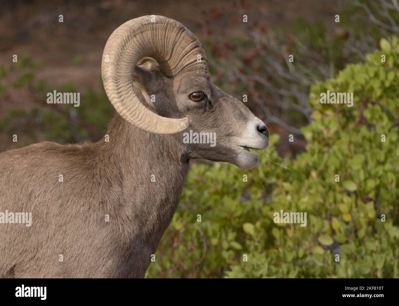 Mouflon d'Amérique du désert (Ovis canadensis nelsoni) RAM se nourrissant dans l'arbuste, parc national de Zion, Utah Banque D'Images