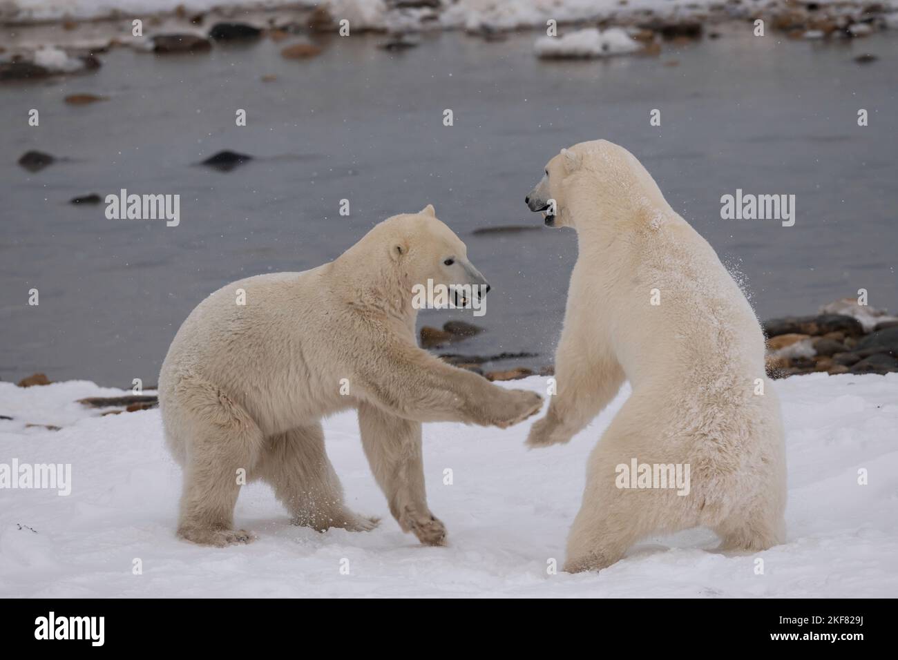 Ours polaires à Churchill Banque D'Images