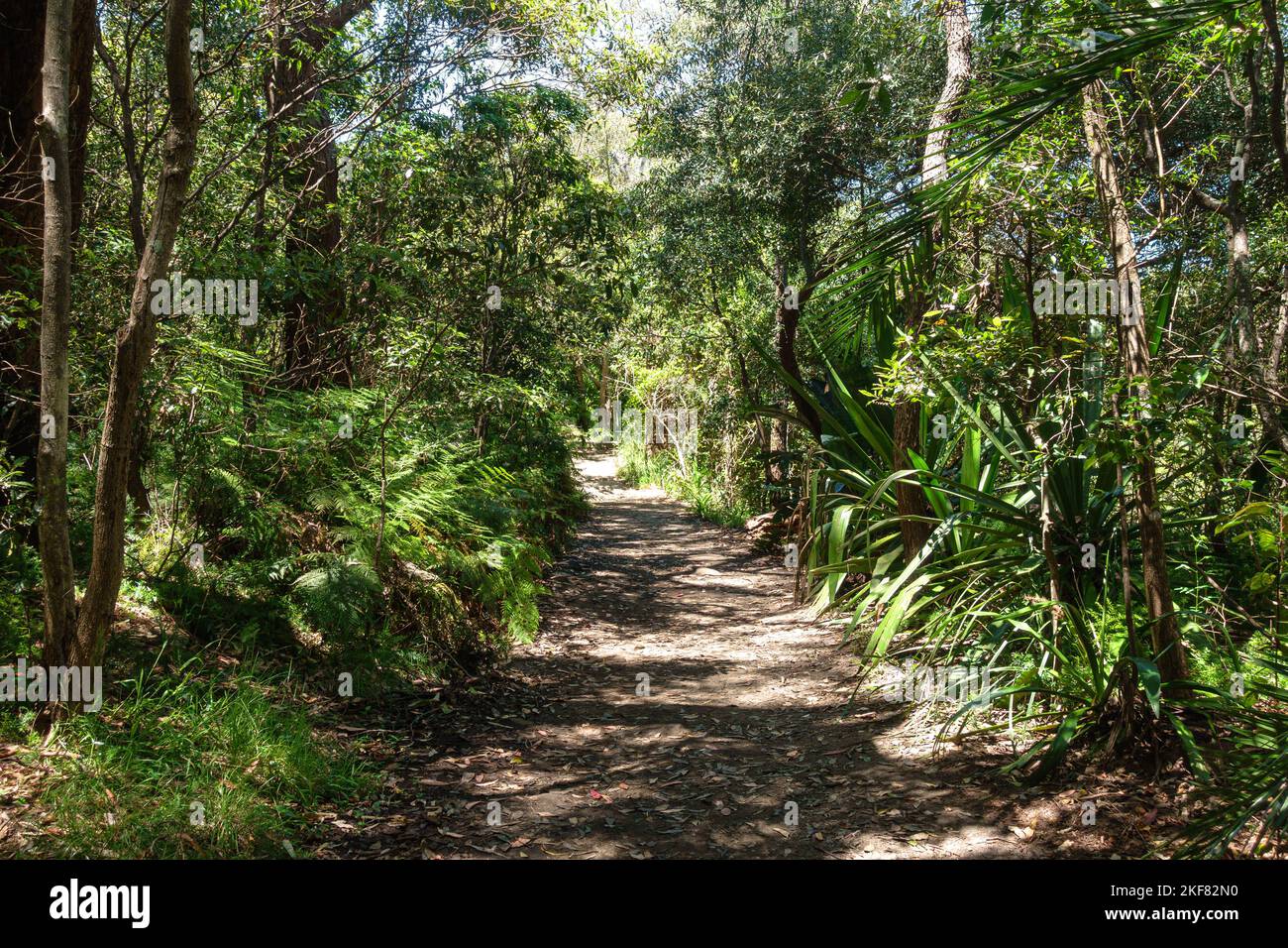 Arbres des deux côtés de la piste de marche de Bradleys Head dans le parc national de Sydney Harbour, en Australie Banque D'Images
