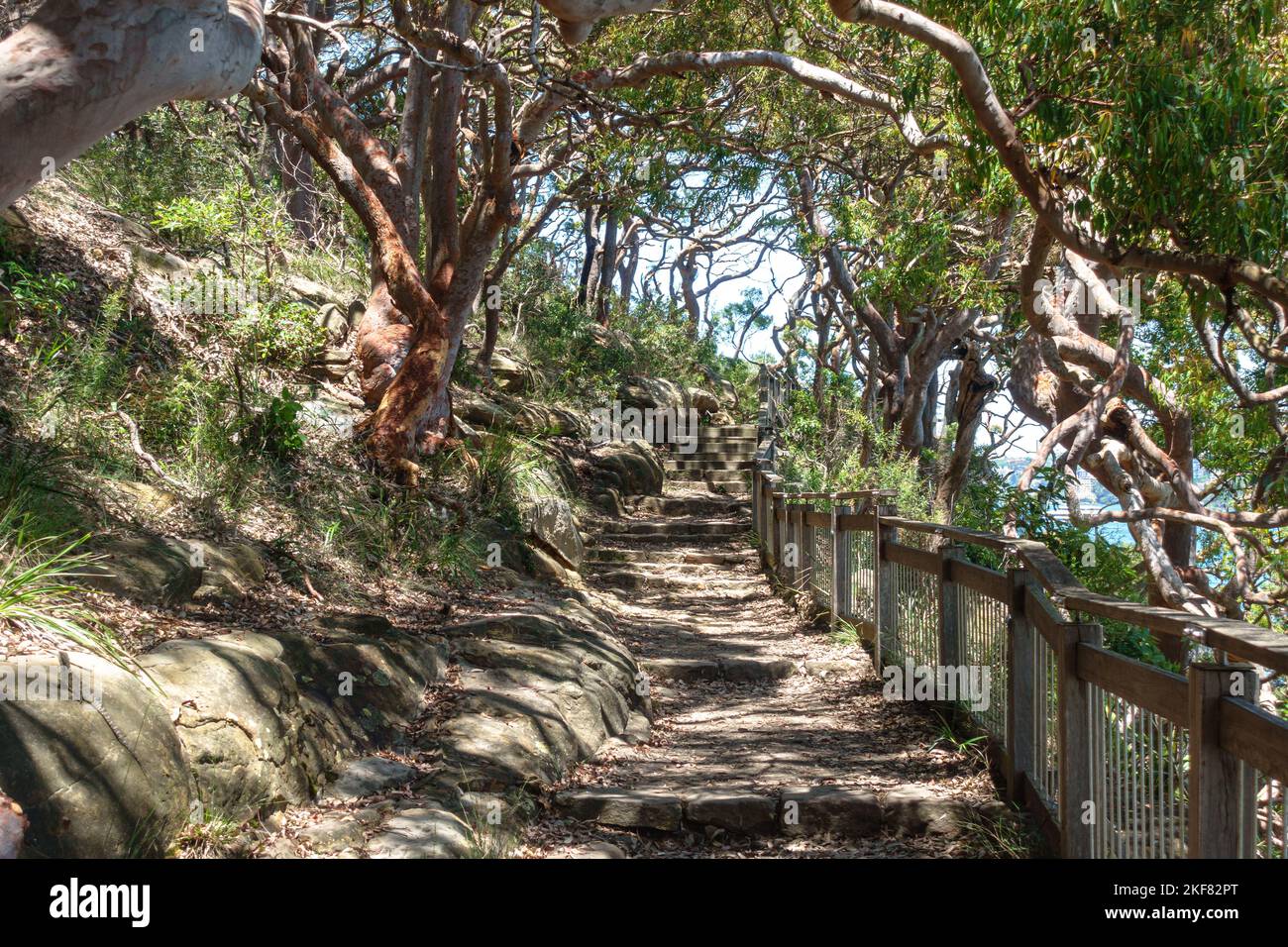 Arbres des deux côtés de la piste de marche de Bradleys Head dans le parc national de Sydney Harbour, en Australie Banque D'Images