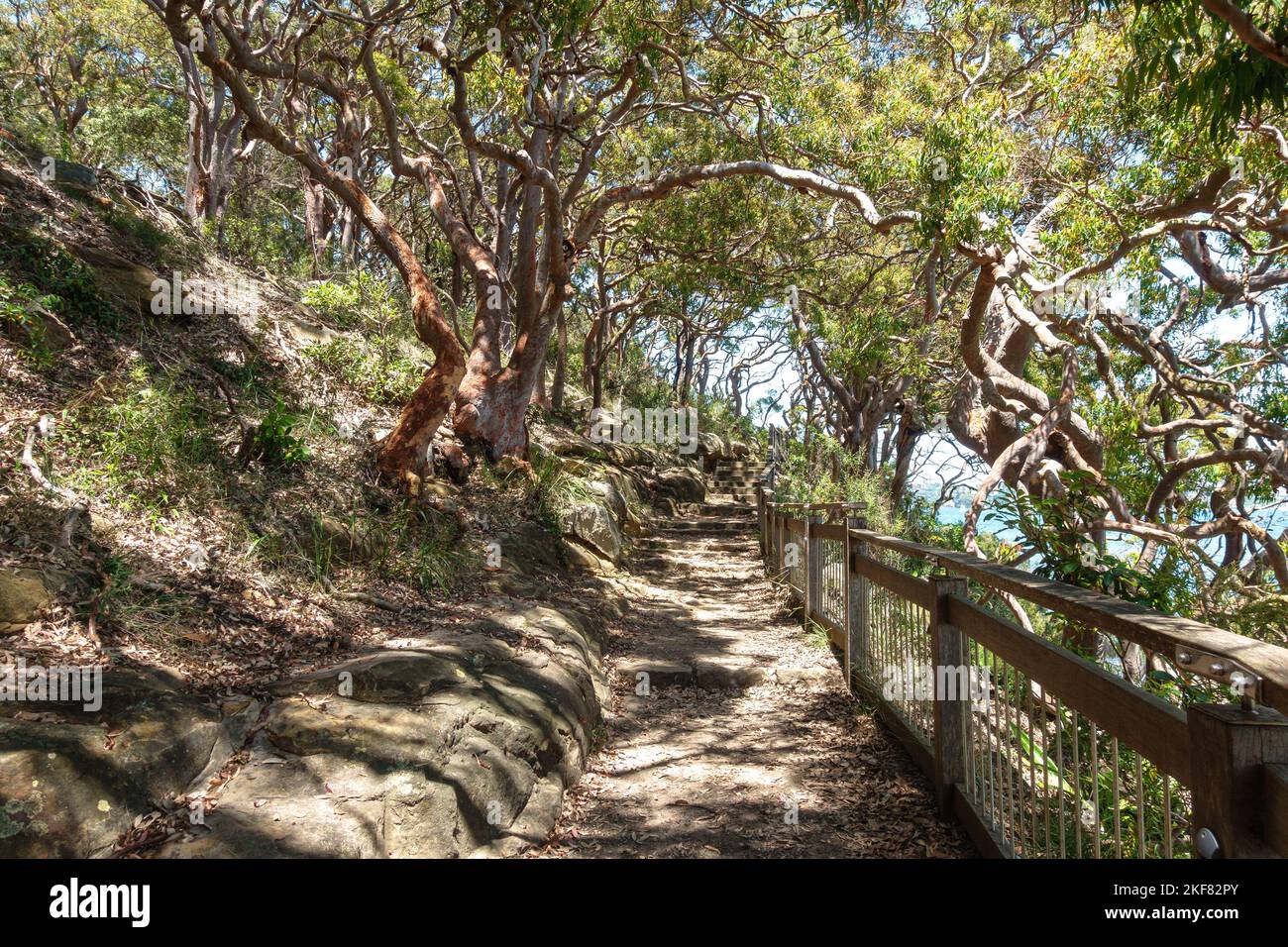 Arbres des deux côtés de la piste de marche de Bradleys Head dans le parc national de Sydney Harbour, en Australie Banque D'Images