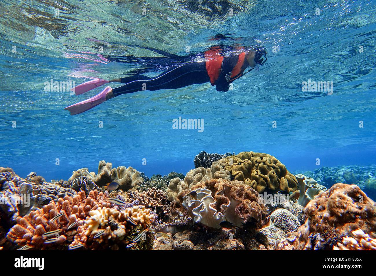 Indonesia Alor Island - Marine Life Woman snorkeling dans le récif de corail Banque D'Images