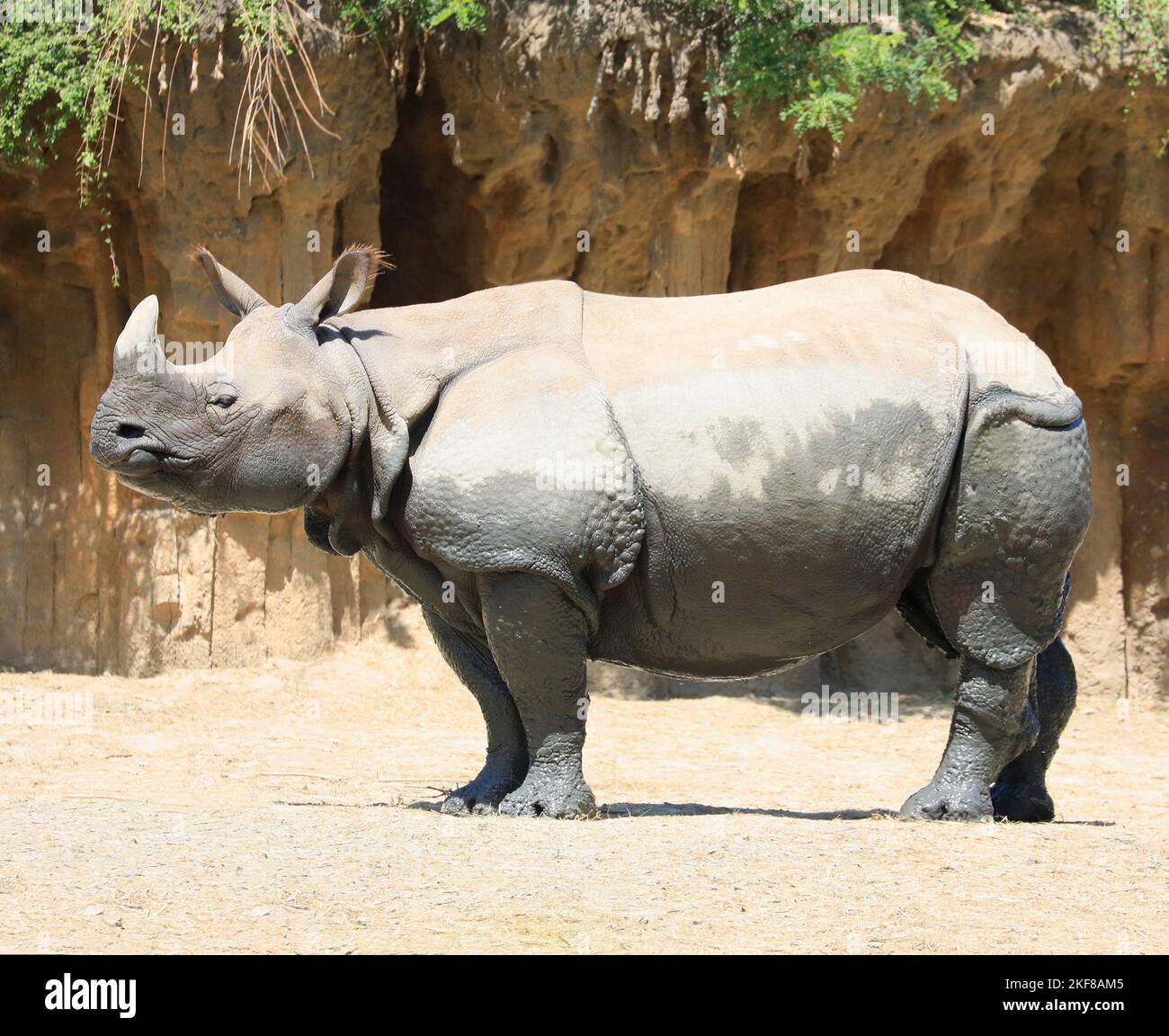 Portrait indien de rhinocéros Banque D'Images