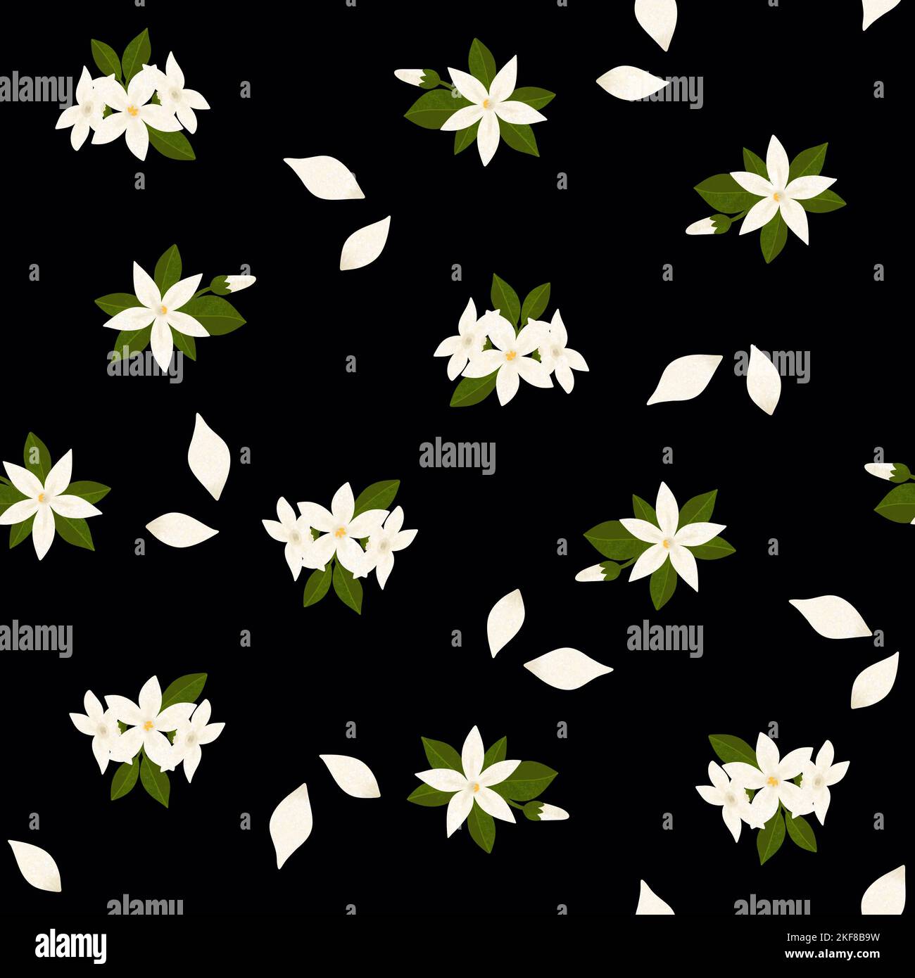 Motif fleur jasmin sans coutures. Fleurs blanches, feuilles vertes et pétales sur fond noir. Illustration isolée texturée à la main représentant une fleur Banque D'Images