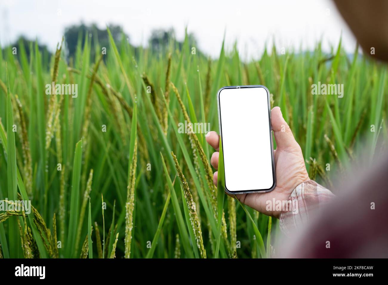 agriculteur utilisant mobile avec écran blanc blanc blanc vierge rapport de vérification de l'agriculture dans la ferme Banque D'Images