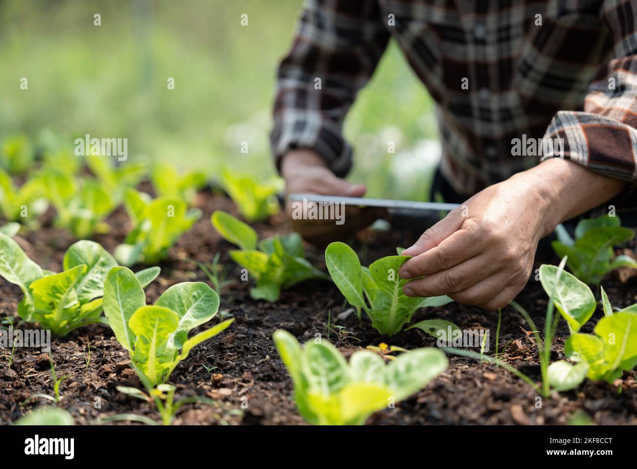 Gros plan le propriétaire d'entreprise observe à propos de la culture de l'arugula biologique sur la ferme hydroponique avec des tablettes sur la ferme aquaponique, concept de culture de légumes biologiques Banque D'Images