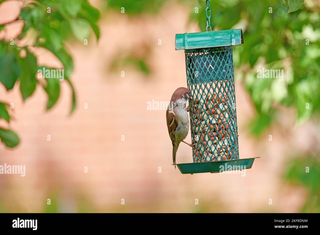 Bruant. Les moineaux sont une famille de petits oiseaux de passereau, les Passeridae. Ils sont également connus sous le nom de vrais sparrows, ou Old World sparrows, noms également utilisés pour Banque D'Images