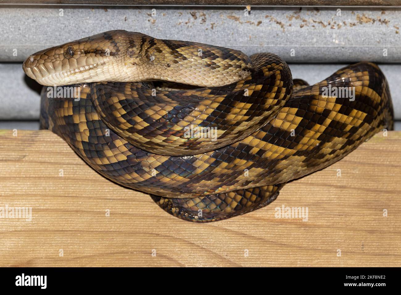 L'améhystine australienne ou le python de Scrub se sont courbés sous le toit en métal pour se réchauffer Banque D'Images