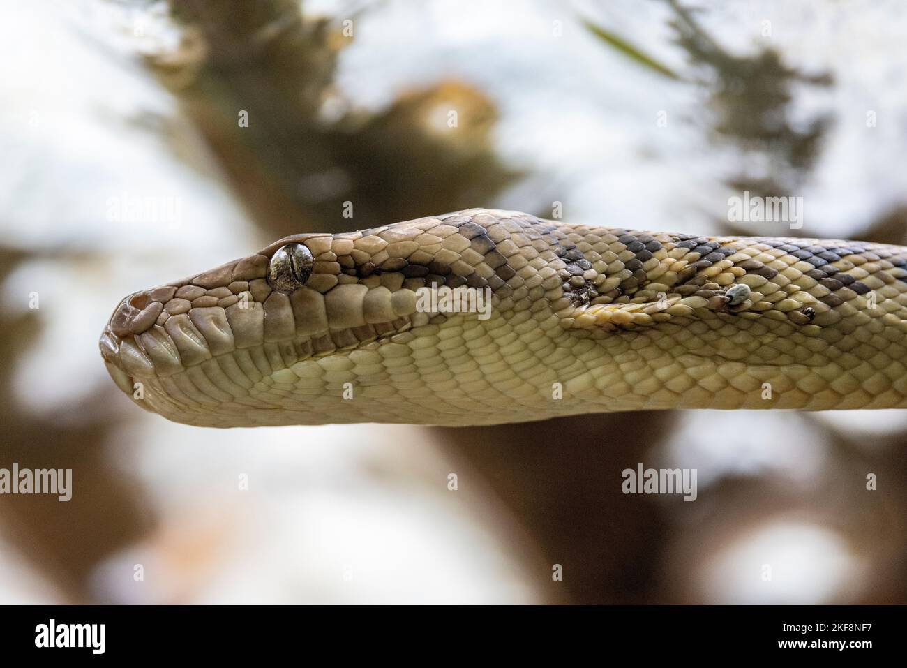 Python australien d'améhystine ou de scrub avec des tiques sous des écailles Banque D'Images